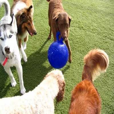 perros jugando