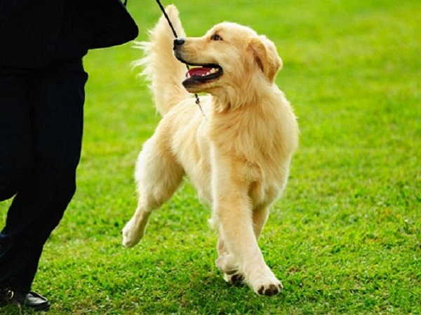adiestramiento canino