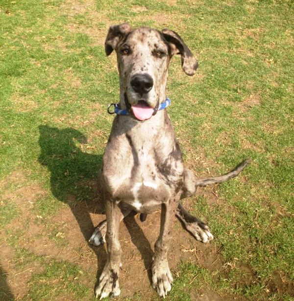 perro gran danes sentado
