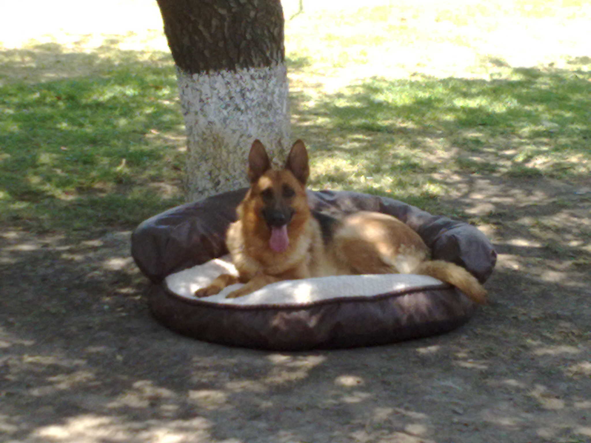 pension para perros