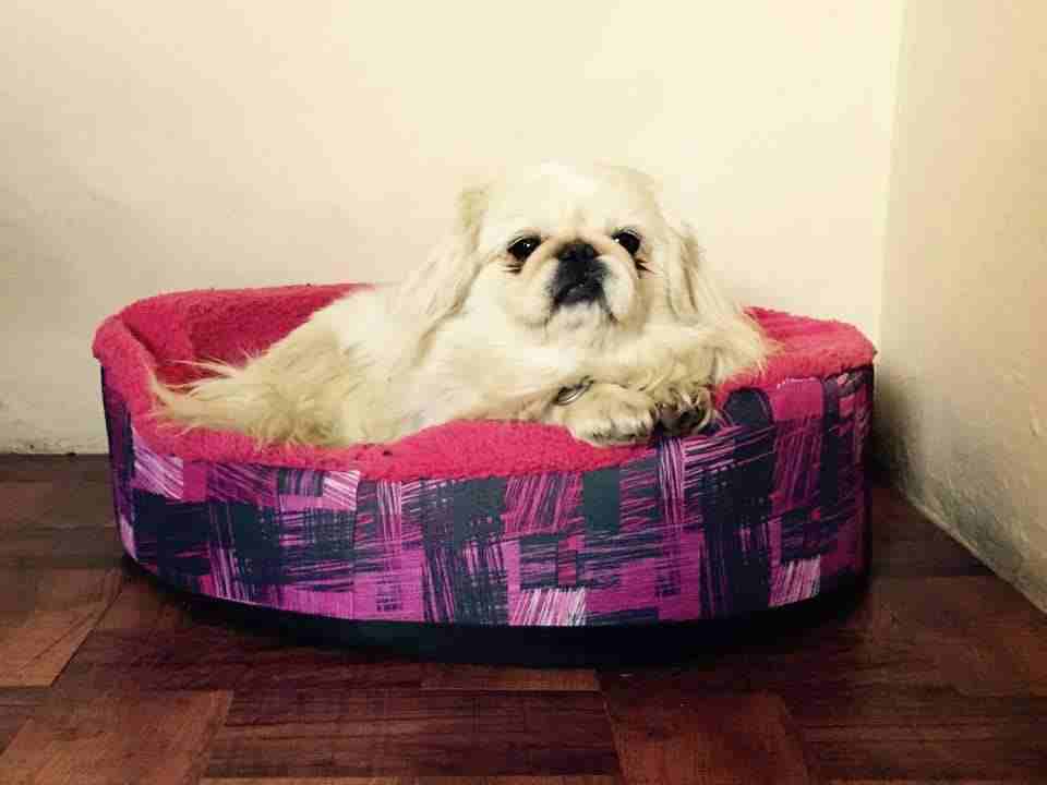 hotel canino